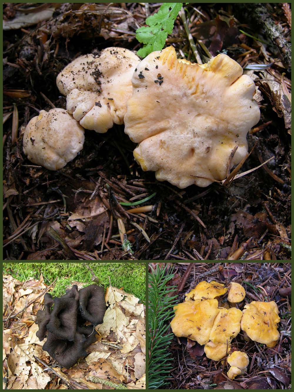 Ritrovamenti 29 luglio.